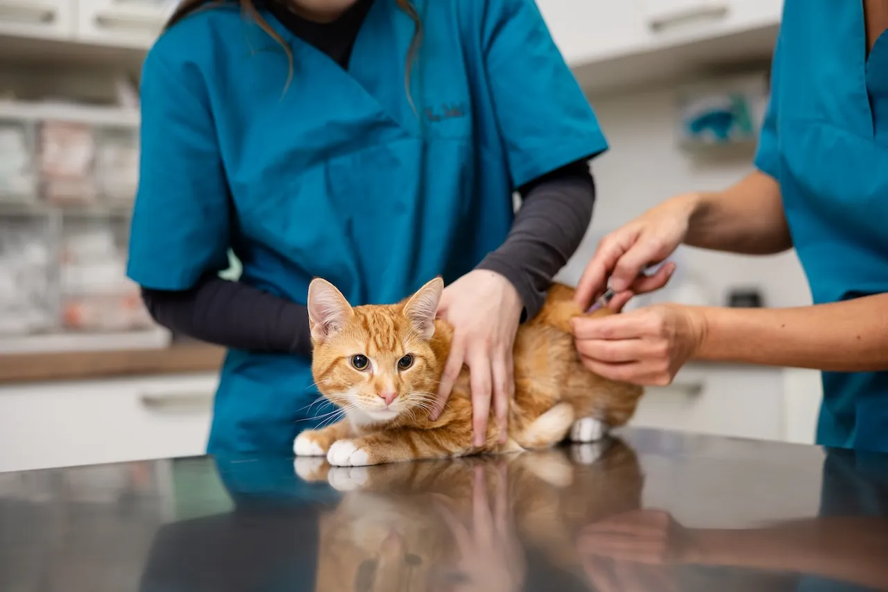 Katzenbehandlung von der Tierarztpraxis Prahl